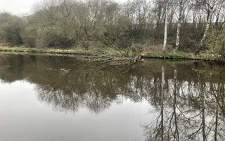 Tree down on offside