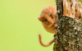 A hazel dormouse with gingery-brown fur and long fluffy tail scampers up a tree.