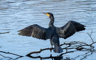 A large black water bird with a hooked orange beak perches on a branch in the water with its wings stretched out to dry.