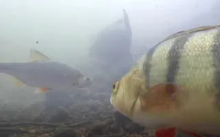 Underwater river life