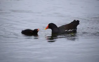 A moorhen with a distinctive red and yellow bill swims in the canal with its chick, which has fluffier black plumage and a red bill.