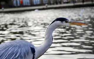 A close up of a heron in front of a to a canal.