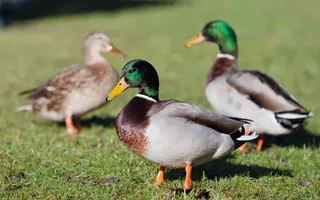 Healthy Ducks
