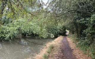 Fallen Tree