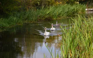 Three swans swim in the centre of a calm stretch of water, which is lined with long grasses and reeds either side.