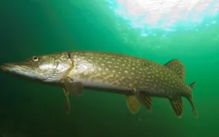 Pike, courtesy of Jack Perks