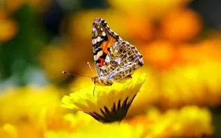 A painted lady butterfly with orange wings, black markings and white spots, feeds on nectar from a flower.
