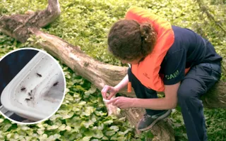 South American weevils being released onto floating pennywort