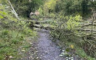 Fallen tree