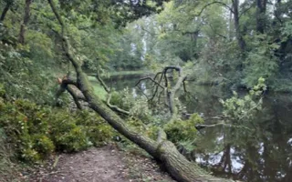 Fallen tree
