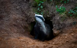 A badger pokes its head out of its muddy, earthy tunnel, emerging from its sett.