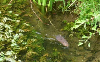 Water vole swimming