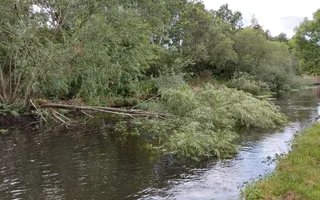 Fallen tree, partially blocking navigation