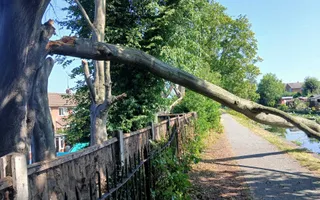Fallen Tree