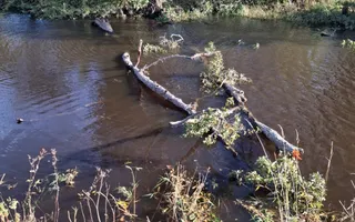 Fallen Tree Ure