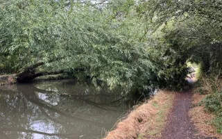Fallen Tree