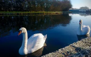 Swans at Tring