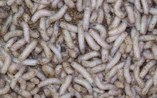 Maggots