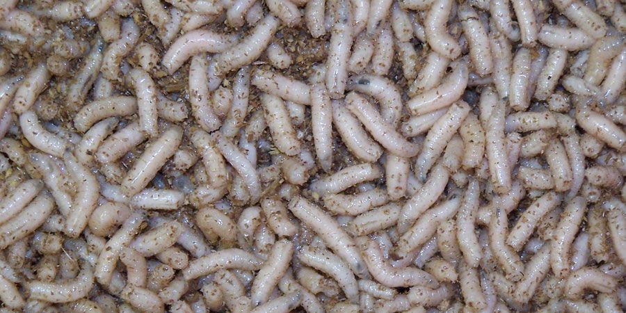 Live Fishing Bait, Maggots, Worms, Caster