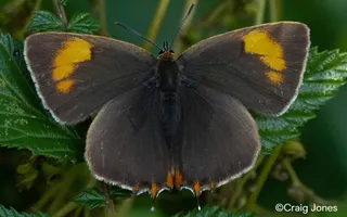 Brown hairstreak butterfly