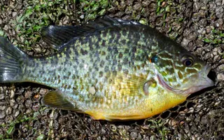 Pumpkinseed, courtesy of Jack Perks