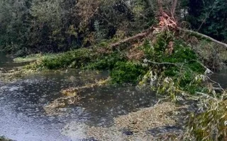 Fallen tree