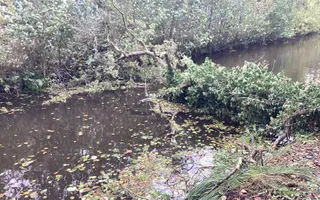 Fallen tree, north of Keeper's Bridge.