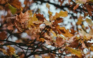 Golden brown oak tree leaves.
