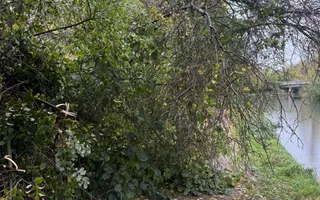 Photo of fallen tree over towpath.