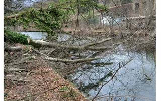 Fallen tree across towpath and canal