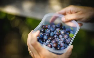 Hands hold a Tuppaware with freshly picked sloe berries.