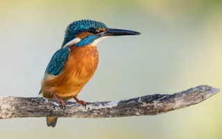 A kingfisher on a branch perch