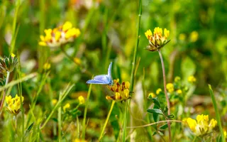 A common blue butterfly perches on a yellow flower.