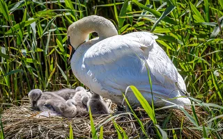 A Mute Swan sits on her nest next to her baby cygnets