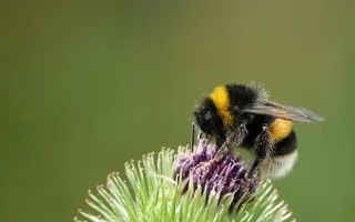 A white-tailed bumblebee with fuzzy hair and two yellow bands feeds on pollen from a plant.