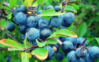 Sloes are blue berries by the canal.