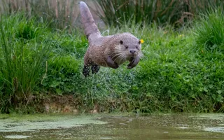 An otter leaps from the bank into water, with its thick, strong tail sticking up behind it