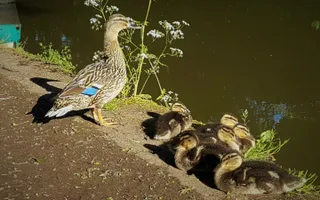 Duck and ducklings