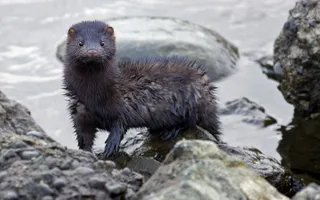 Mink leaving water through rocks