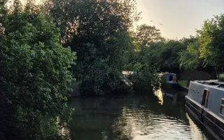 View of fallen tree