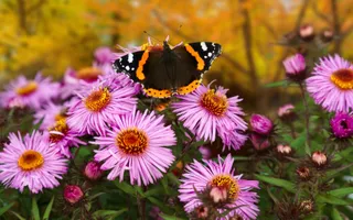 A brown-black butterfly with yellow spots and orange detailing perches on pink wildflowers.