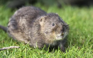 Water vole sat on grass