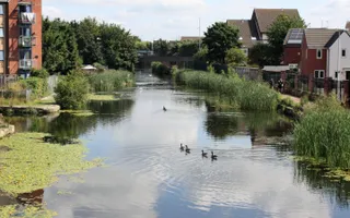 Picture of waterway with ducks, buildings and reeds