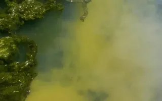A close up of cloudy polluted water in the canal with dead plant matter and the bodies of fish floating on the surface.