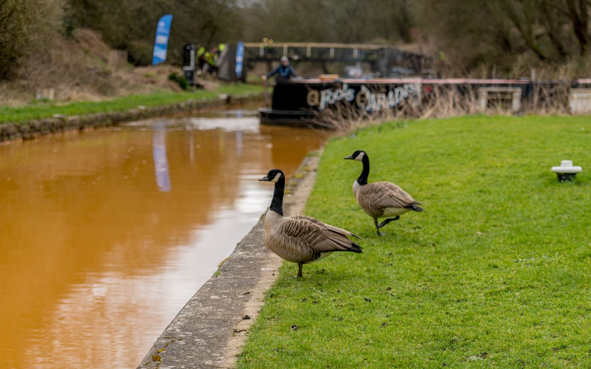 Canada goose nesting uk best sale