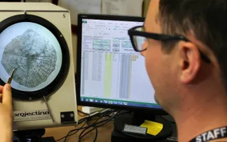 Fisheries scientist examining fish scales