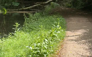 Fallen tree