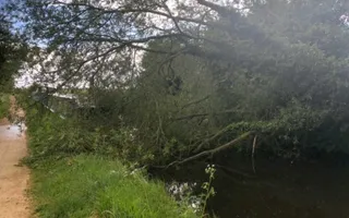 Offside fallen tree