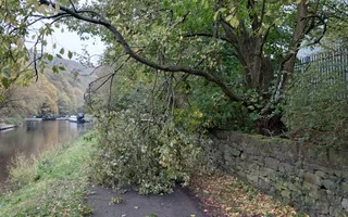 Elland fallen tree