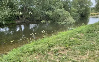Fallen tree close to Brayton Bridge